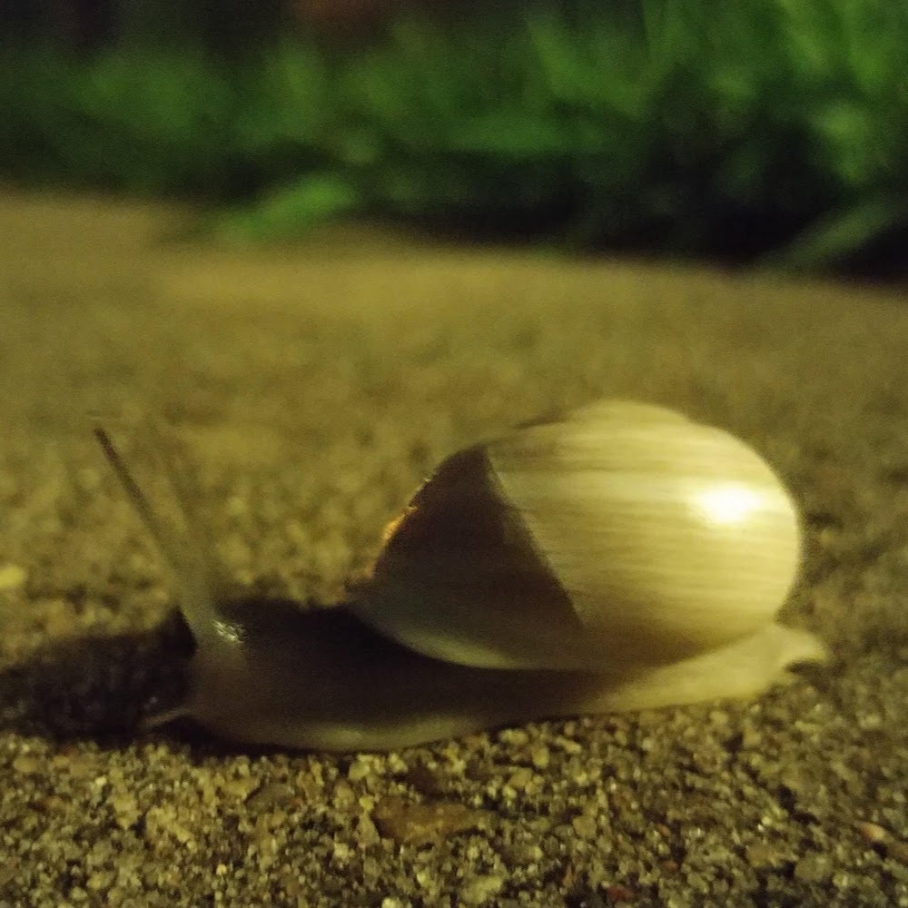 Meet your Posher, Zakncee